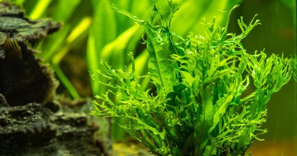 Java Fern Aquatic Plants