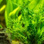 Java Fern Aquatic Plants