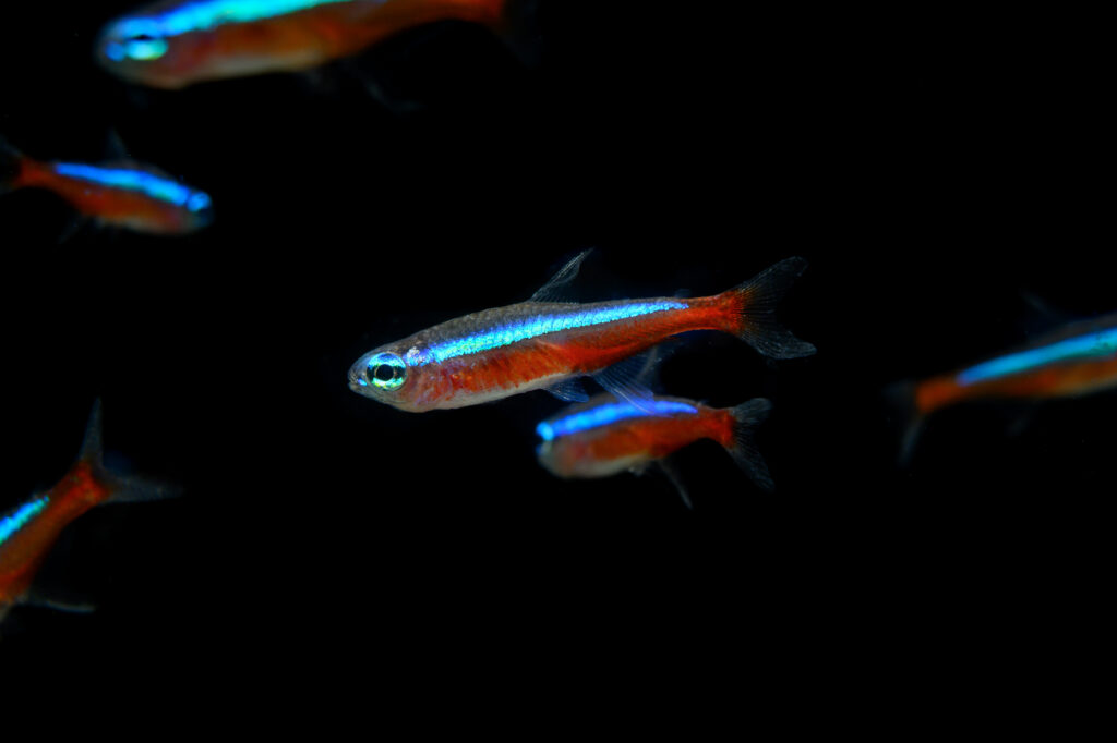 Cardinal Tetra