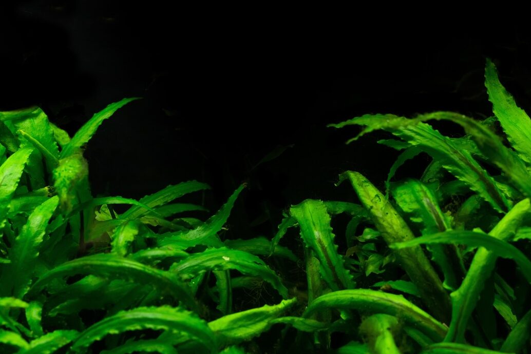 Cryptocoryne Plant
