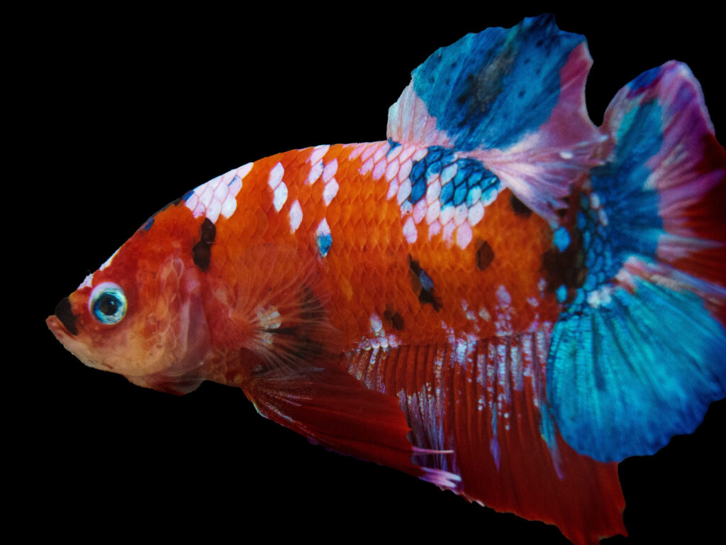Betta Fish
