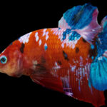 Betta Fish