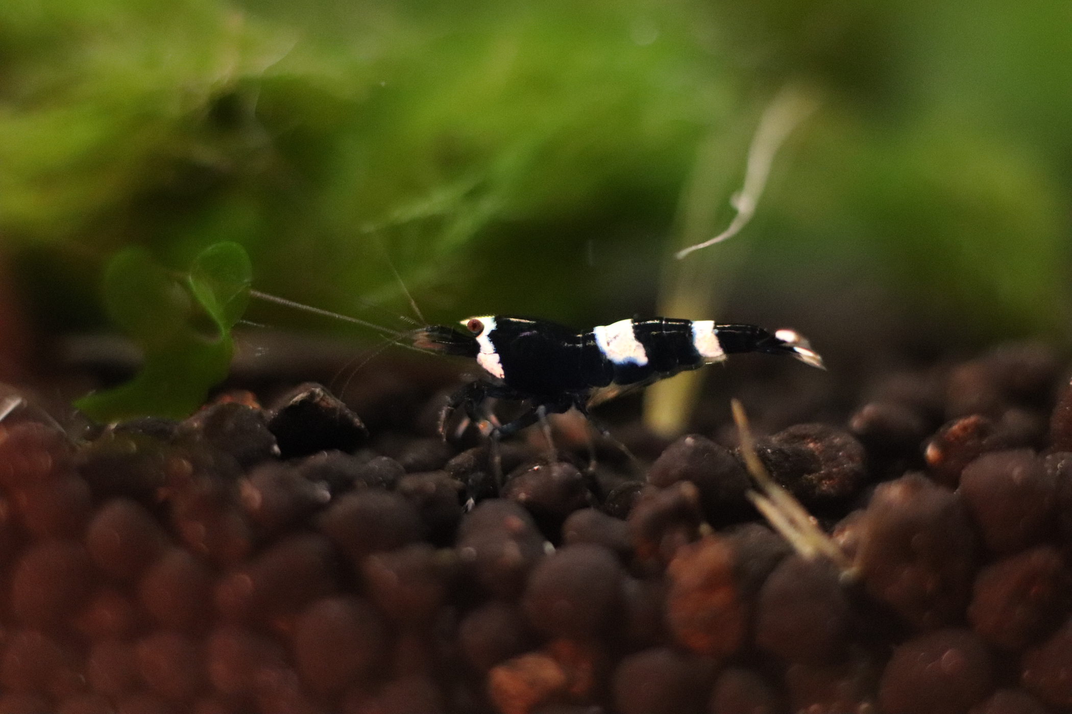 Freshwater Shrimp