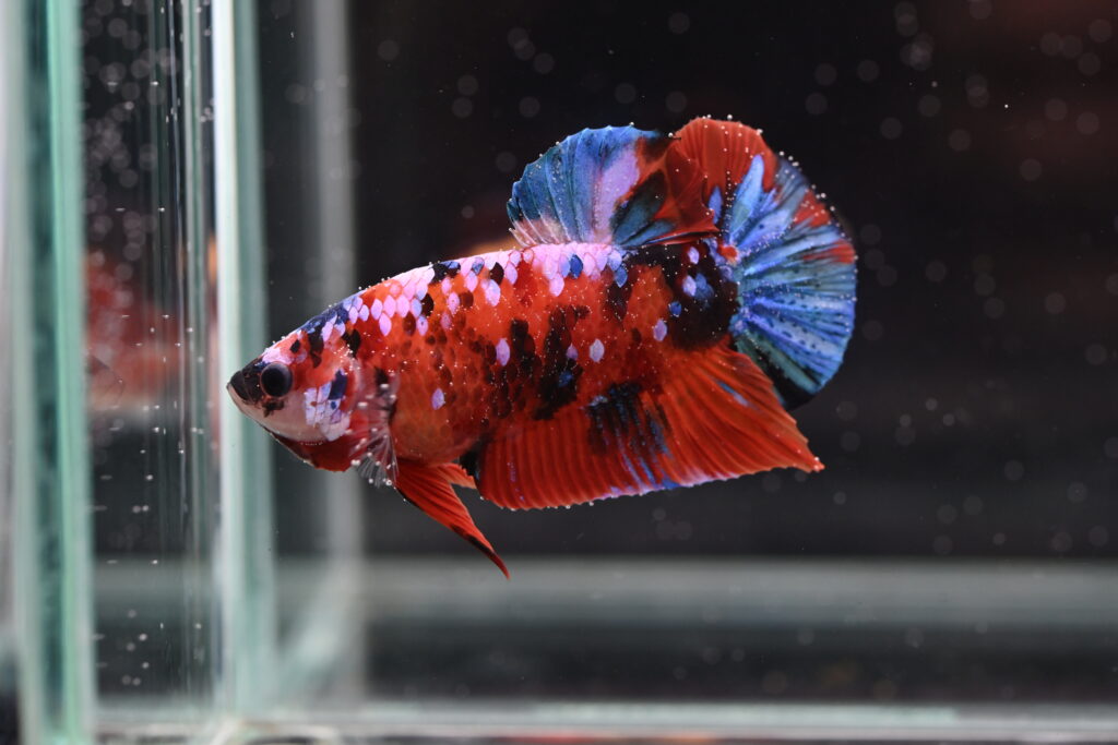 Giant Betta Fish In Aquarium Tank Setup