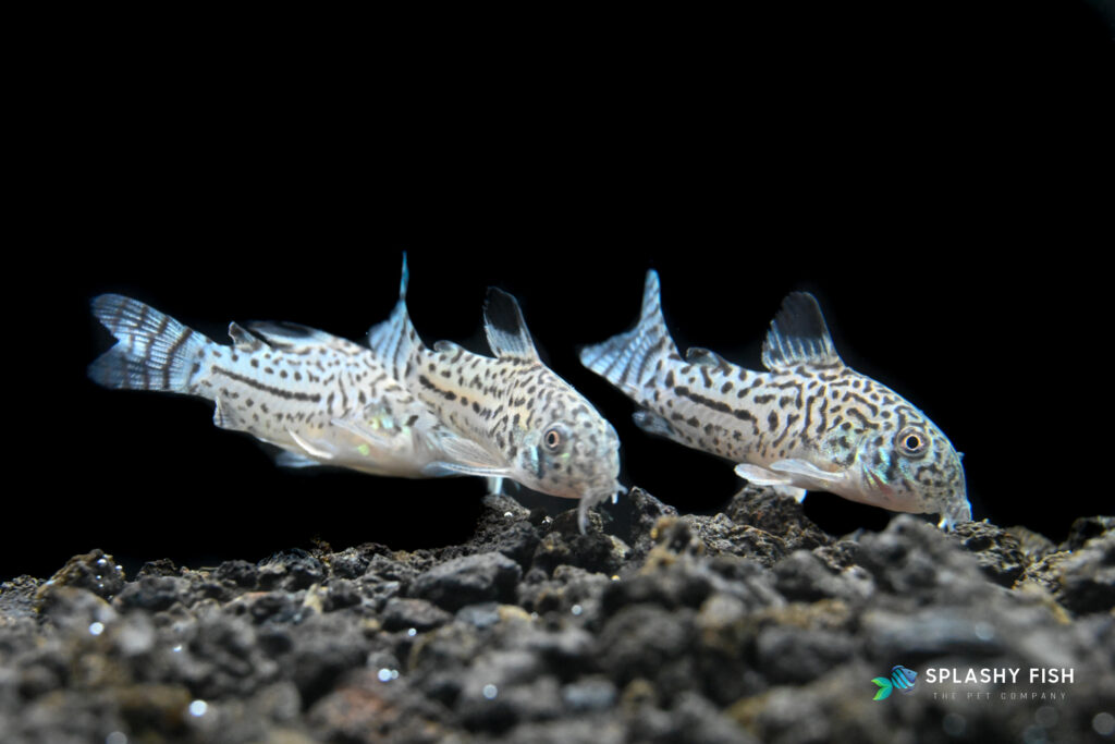 Julii Corydoras