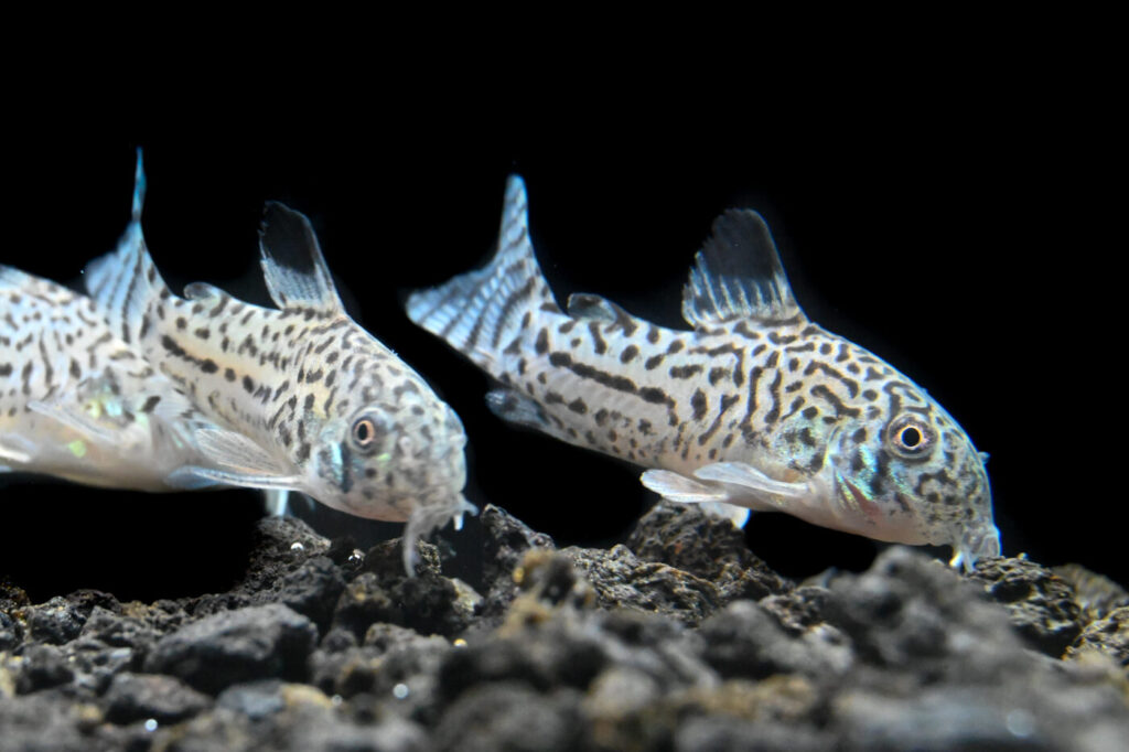 Julii Corydoras