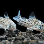 Julii Corydoras