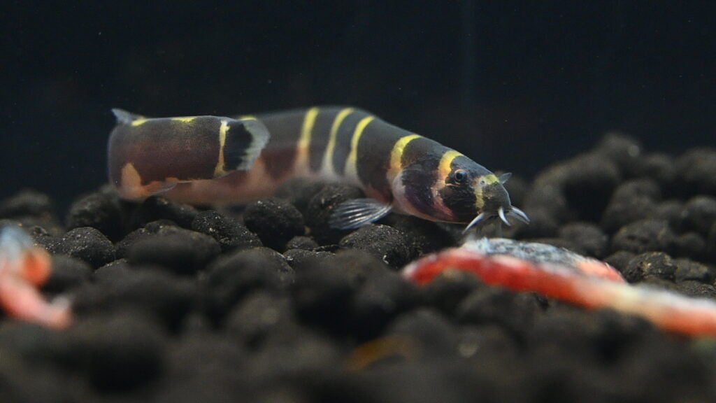 Kuhli Loach