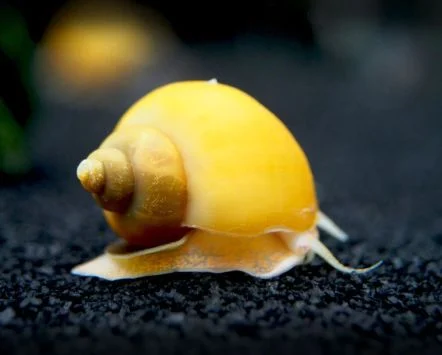 Gold Mystery Snail Betta Fish Tank Mate
