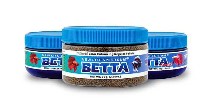 What Betta Fish Eat? – Best Food For Your Betta