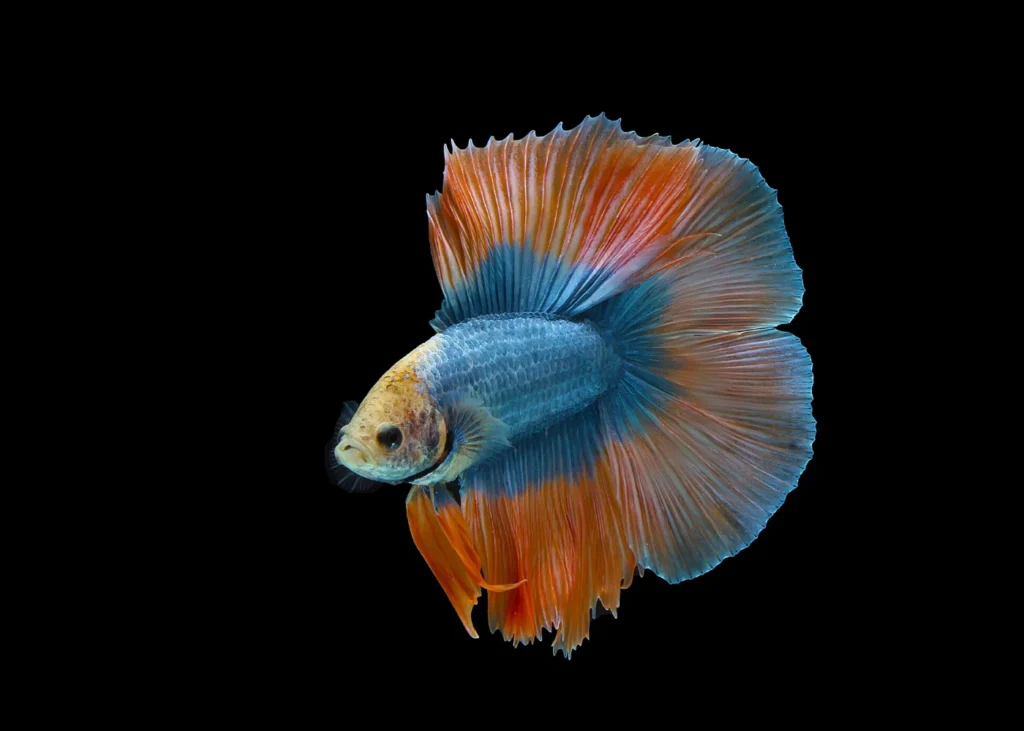 Doubletail Betta