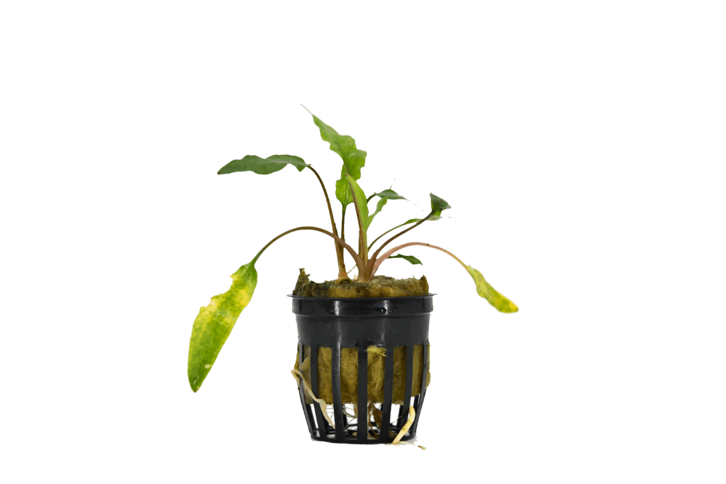 Cryptocory Plant