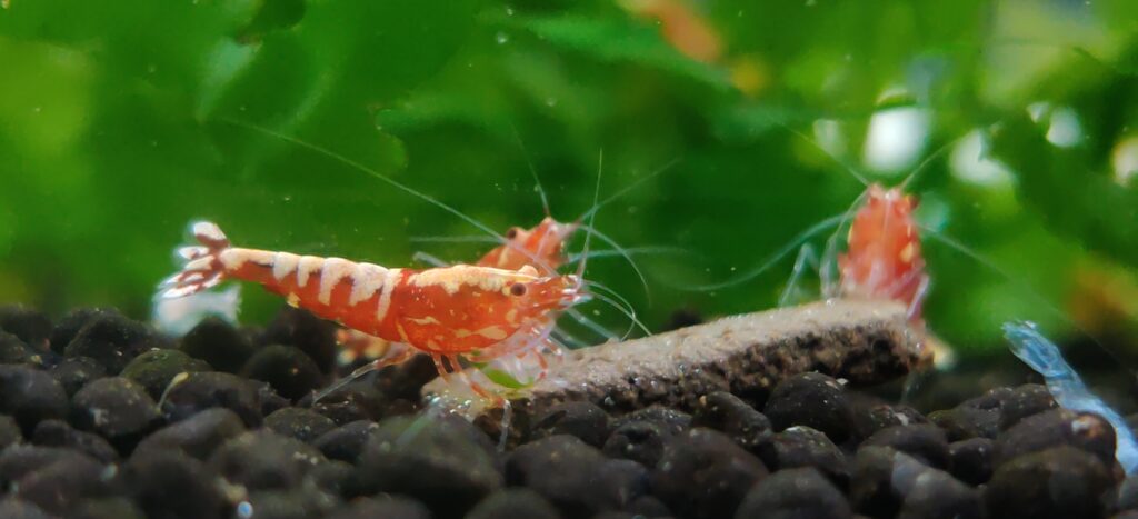 Caridina Shrimp Tank