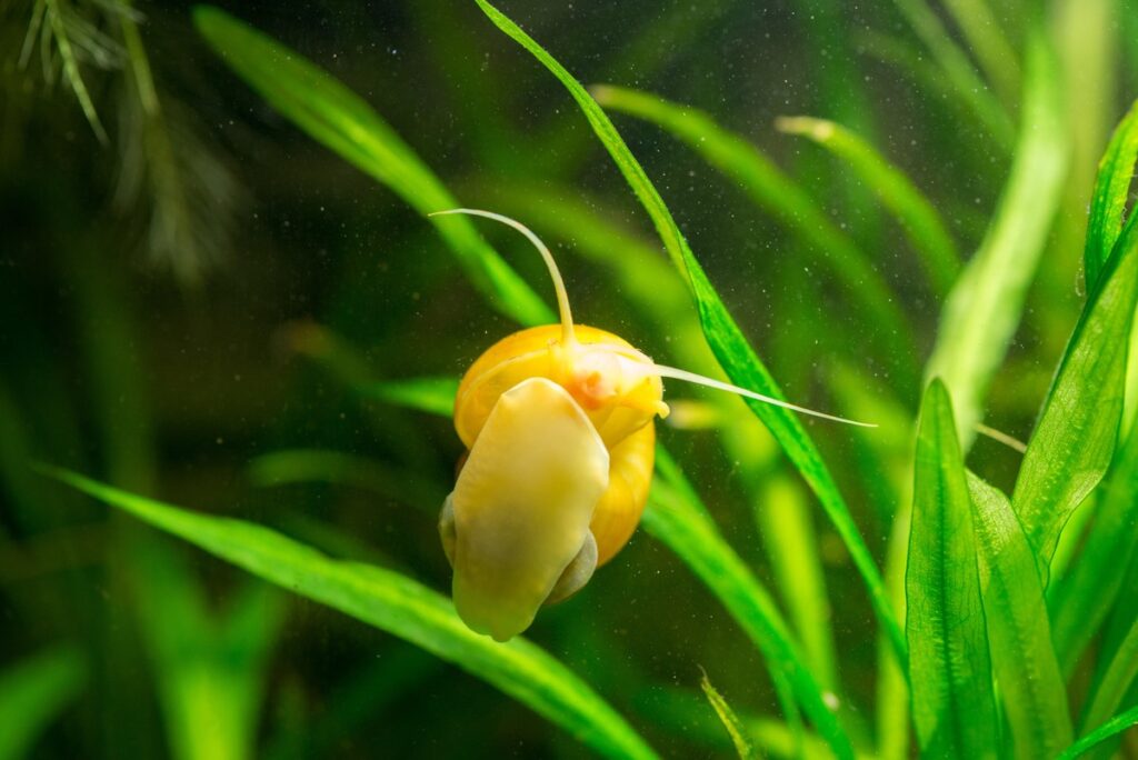 Nerite Snails with Plant, Hideout