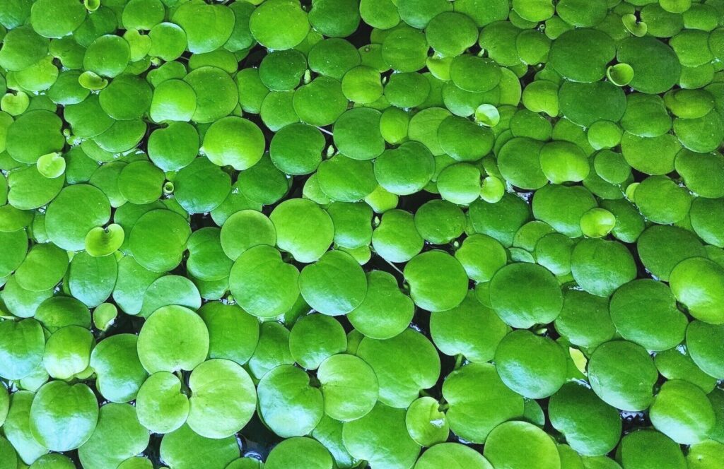 Amazon Frogbit