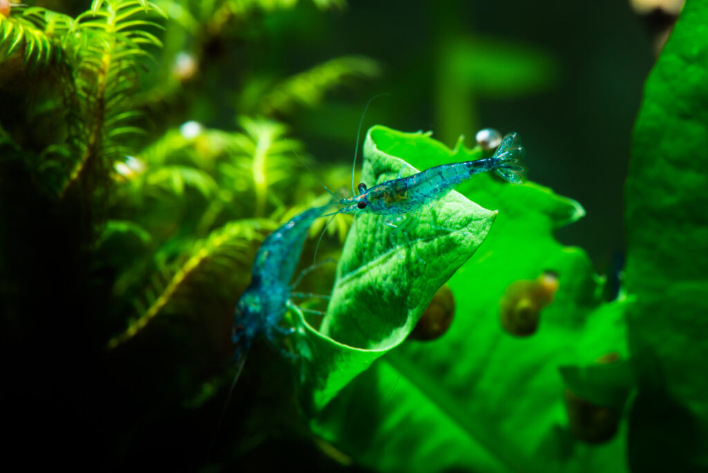 Freshwater Shrimp With Aquatic Plants