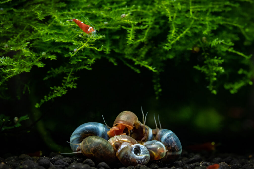 Perfect Mystery Snails Tank Setup