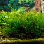 Java Moss