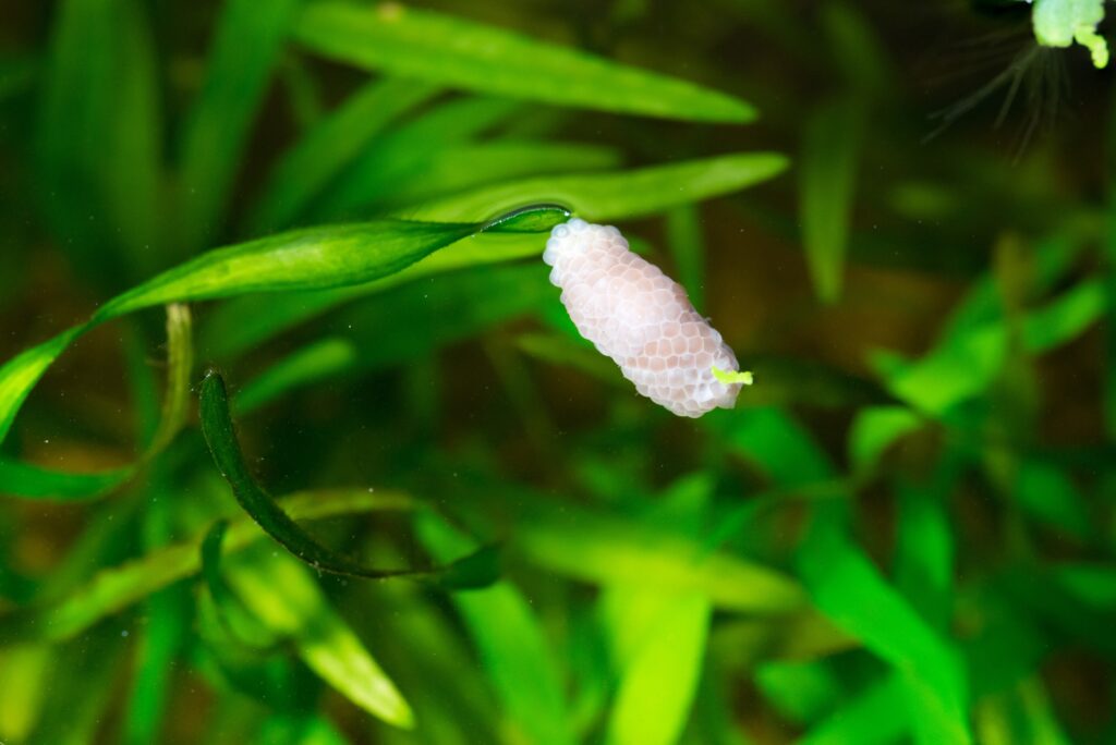 Mystery Snail Eggs