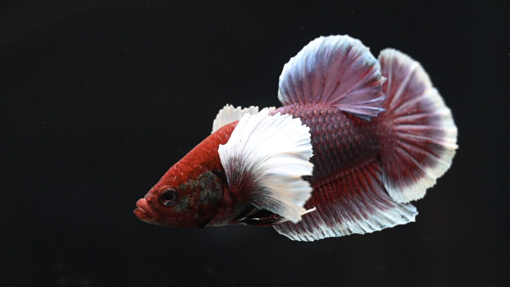 Frequently Asked Questions About Betta Fish