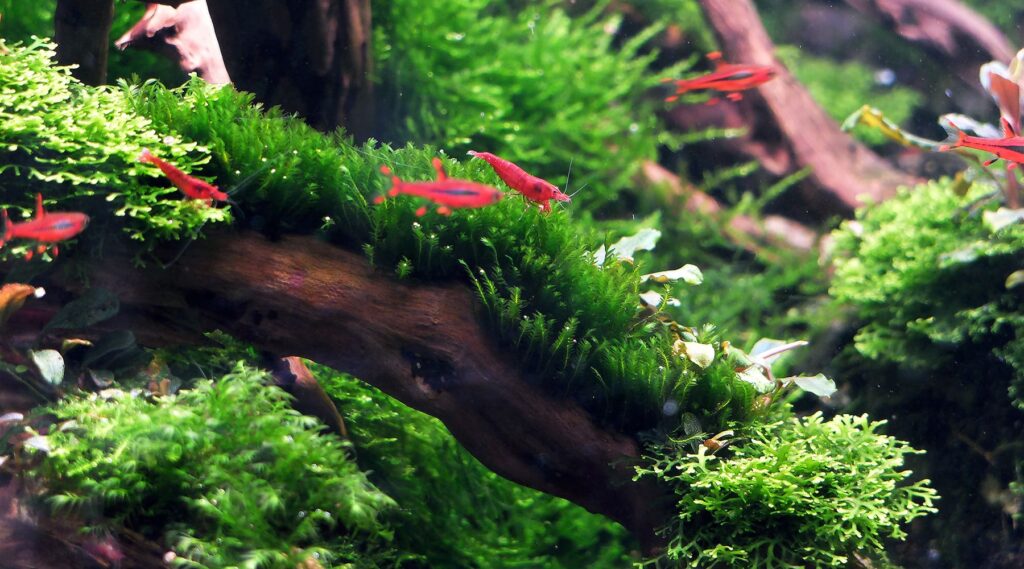 Christmas Moss 