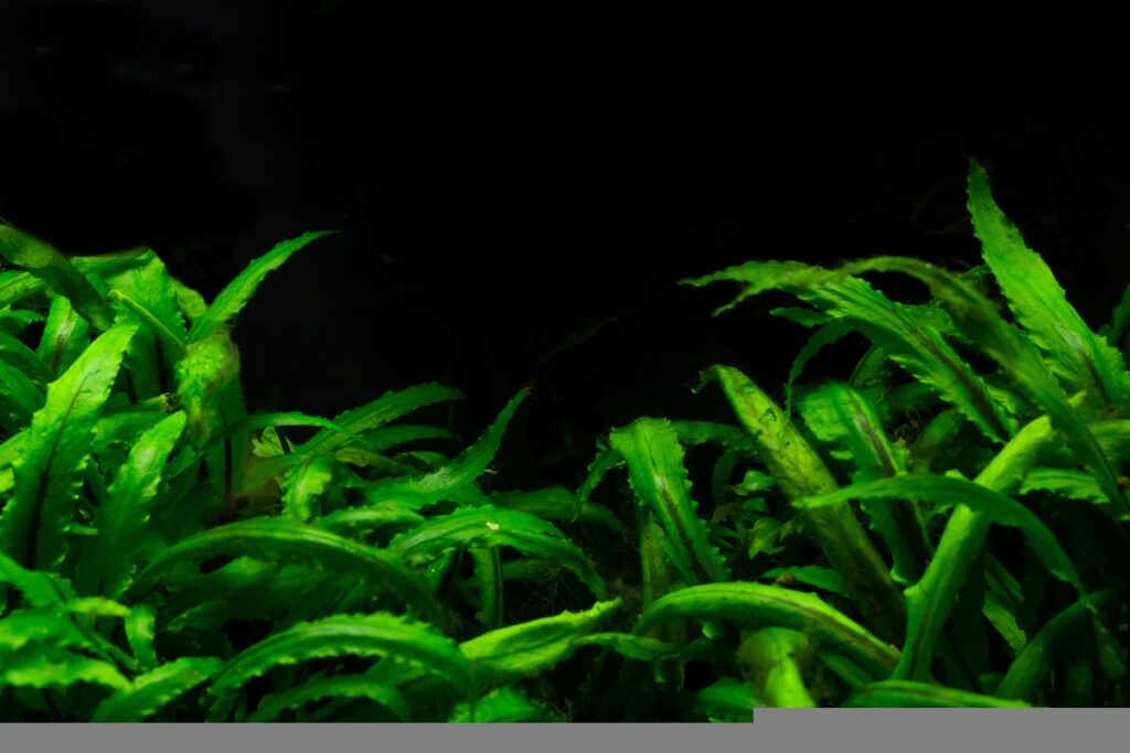 Cryptocoryne
