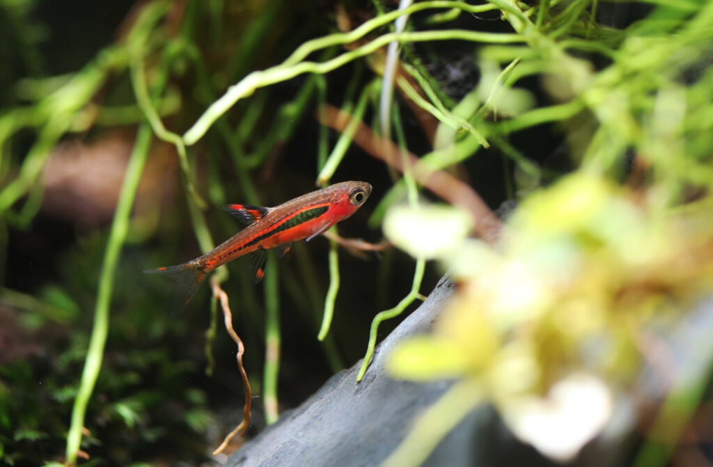 Chilli Rasbora