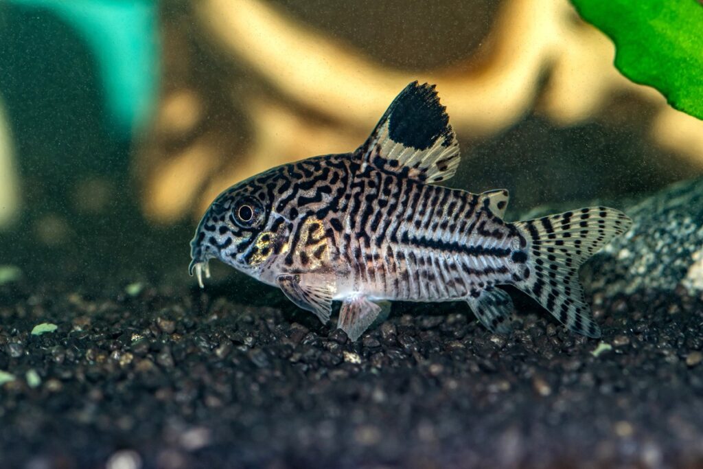 Cory Catfish