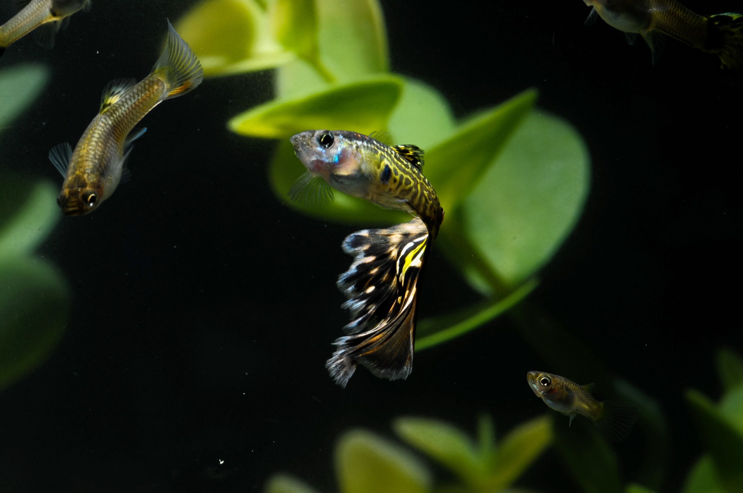 Guppy Fish Multi Colored Fish in a Tropical Aquarium