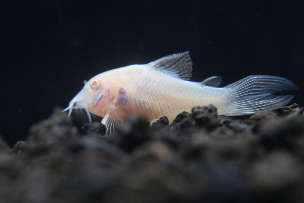 Albino Cory Catfish