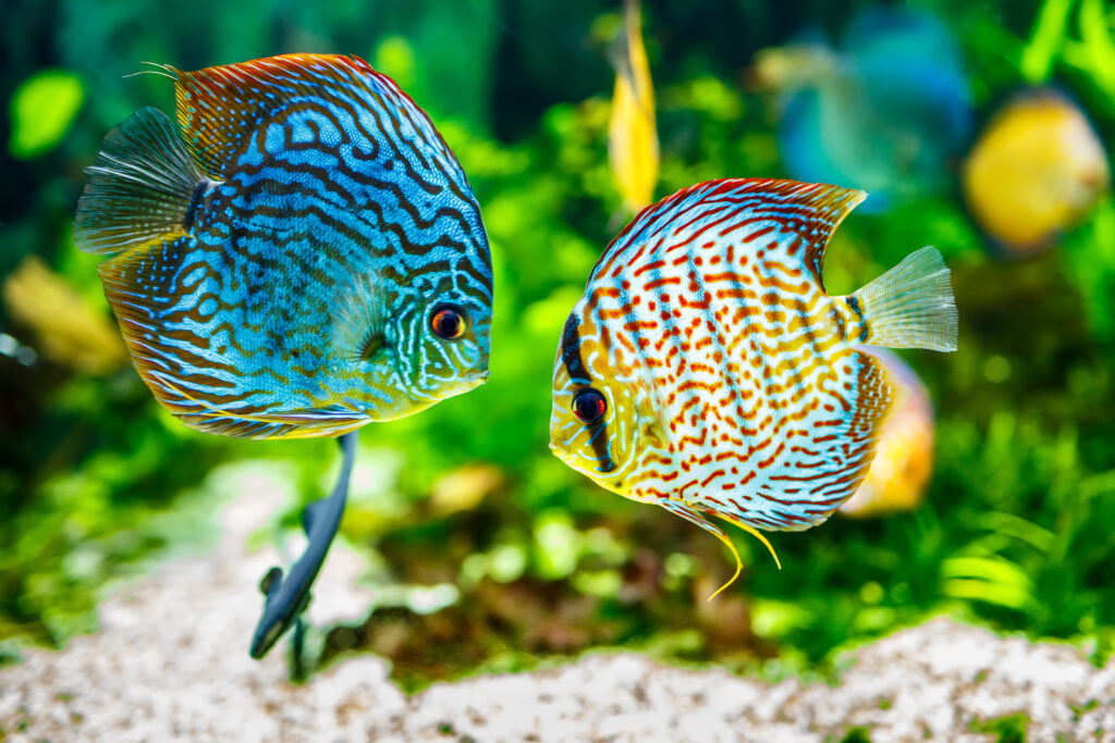 Discus Fish With Aquatic Plant
