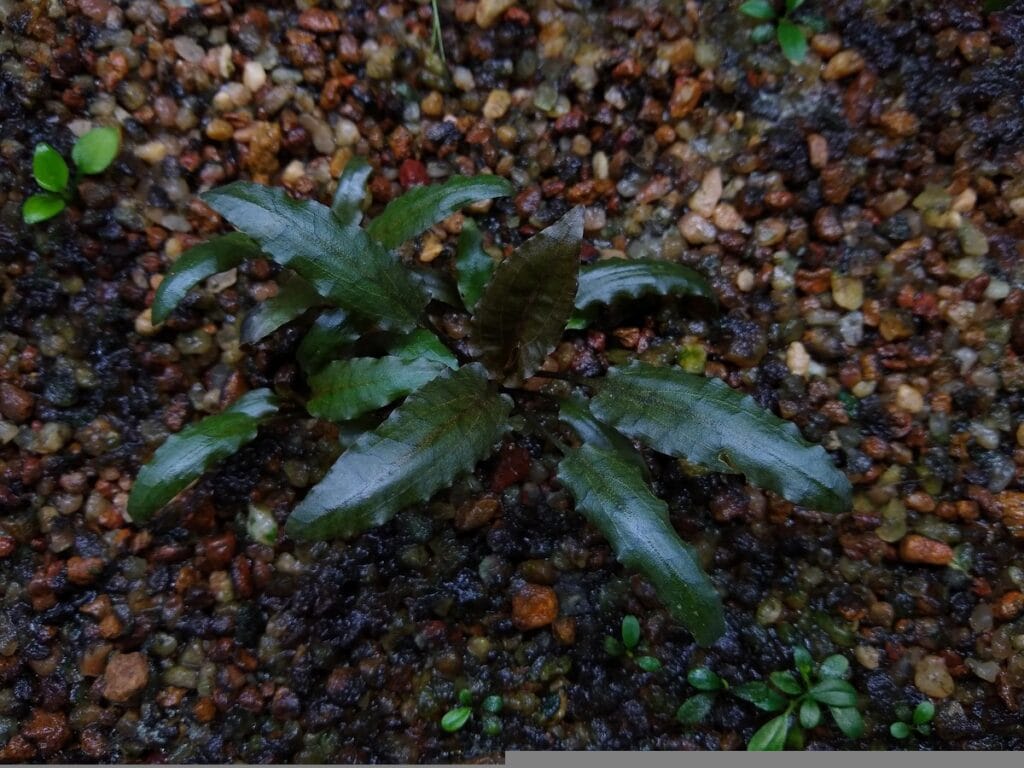 Cryptocoryne Wendtii