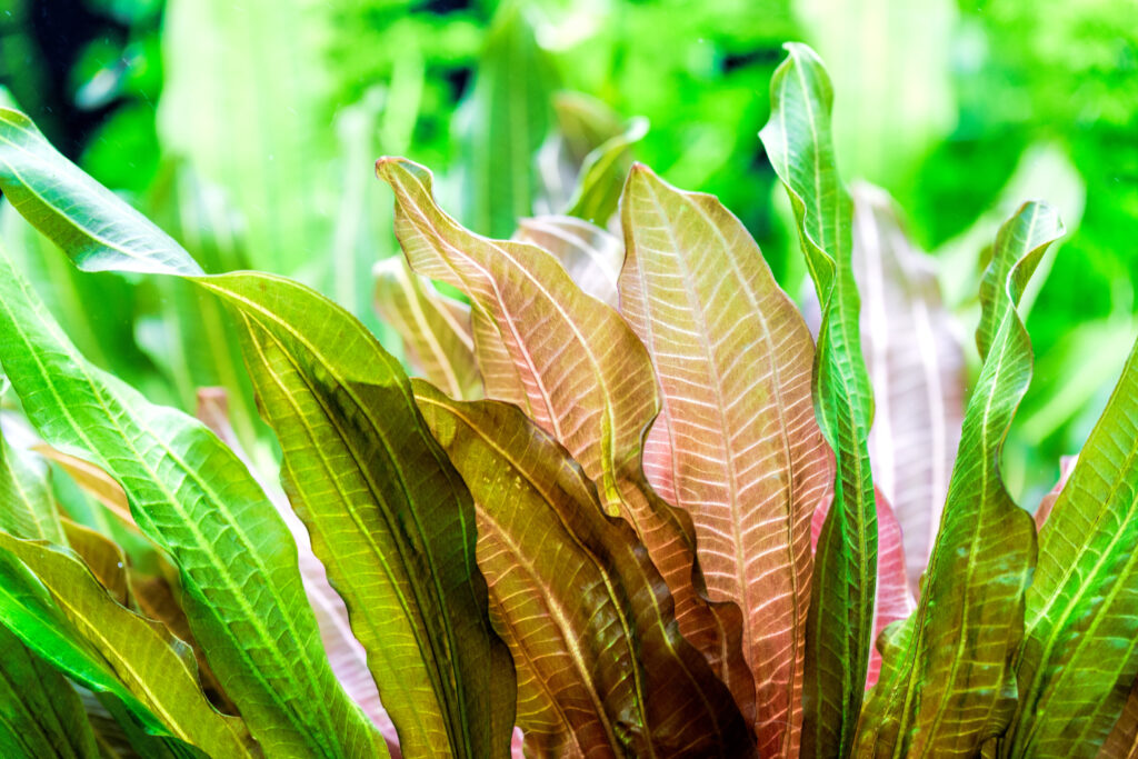 Vallisneria Spiralis