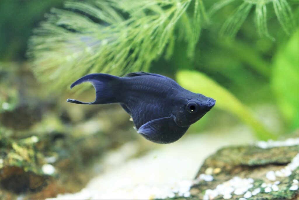 Black Balloon Molly Fish