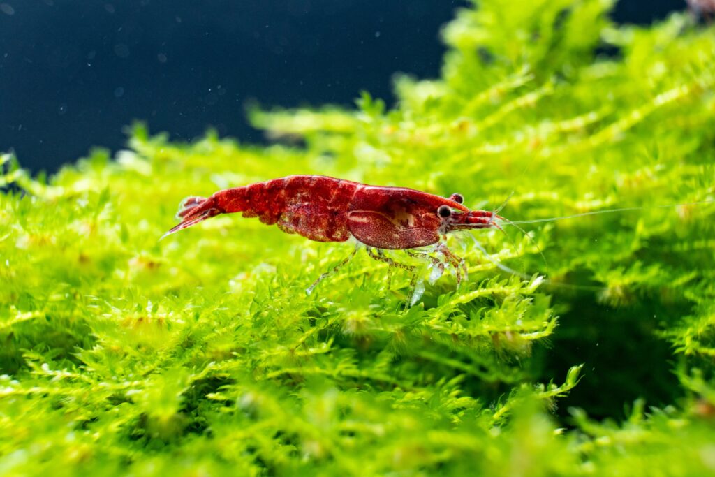 Red Cherry Shrimp on Moss Plants