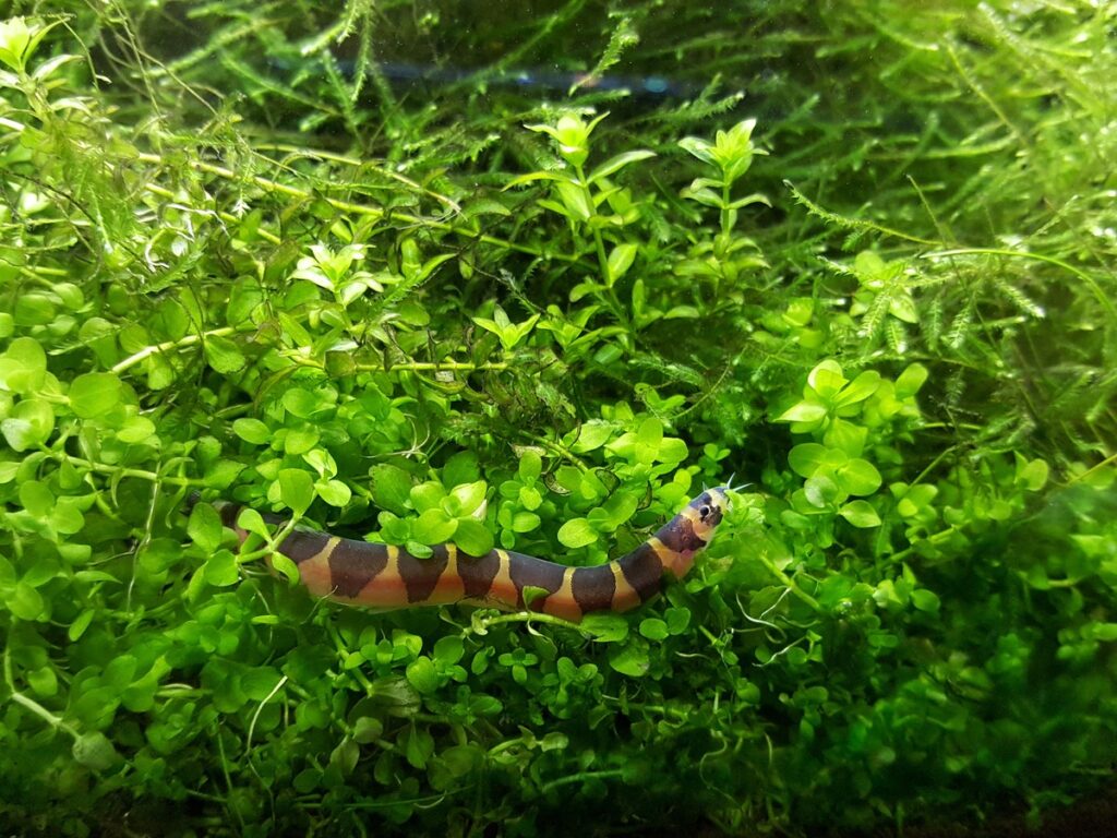 Kuhli Loach