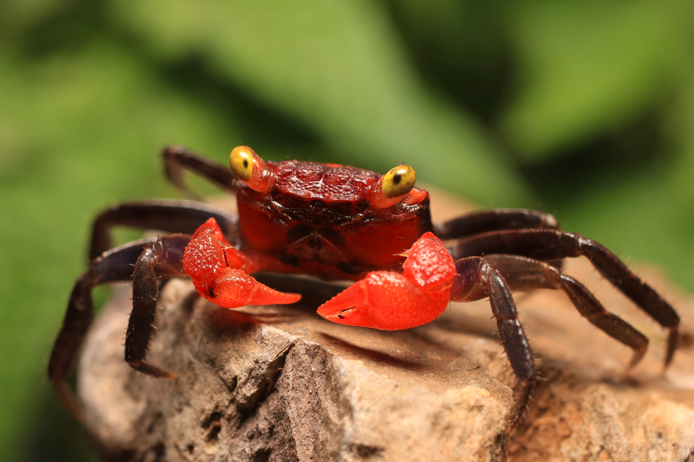 Red Vampire Crab