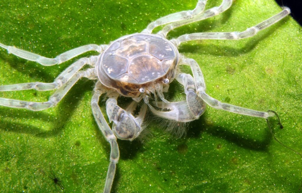 Freshwater Crab - Thai Micro Crab