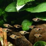 Harlequin Rasbora Tank Setup