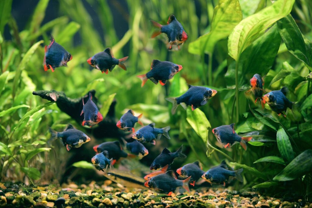 tiger barb fish swimming in freshwater aquarium