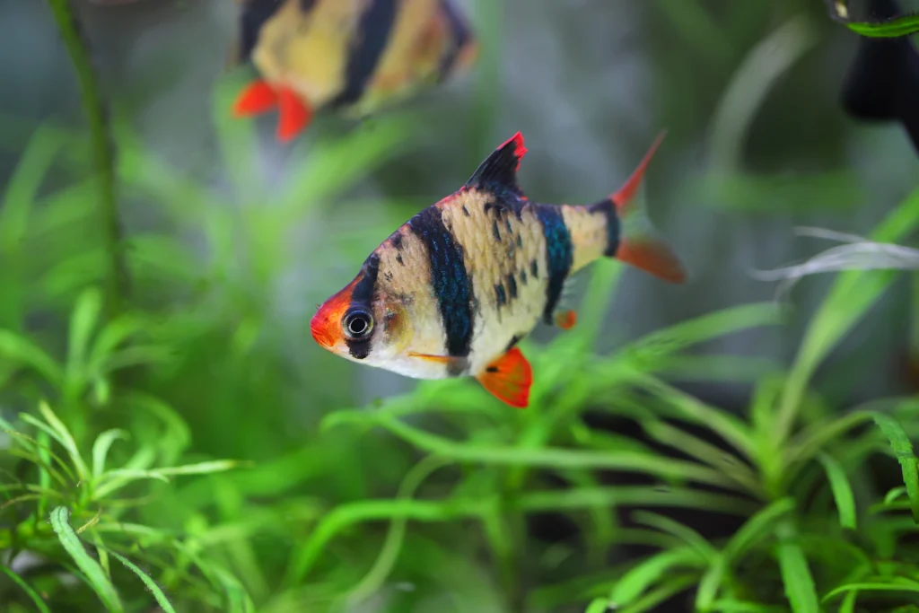 barb fish tank setup planted aquarium