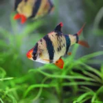 Tiger Barbs