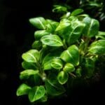 Anubias Plant