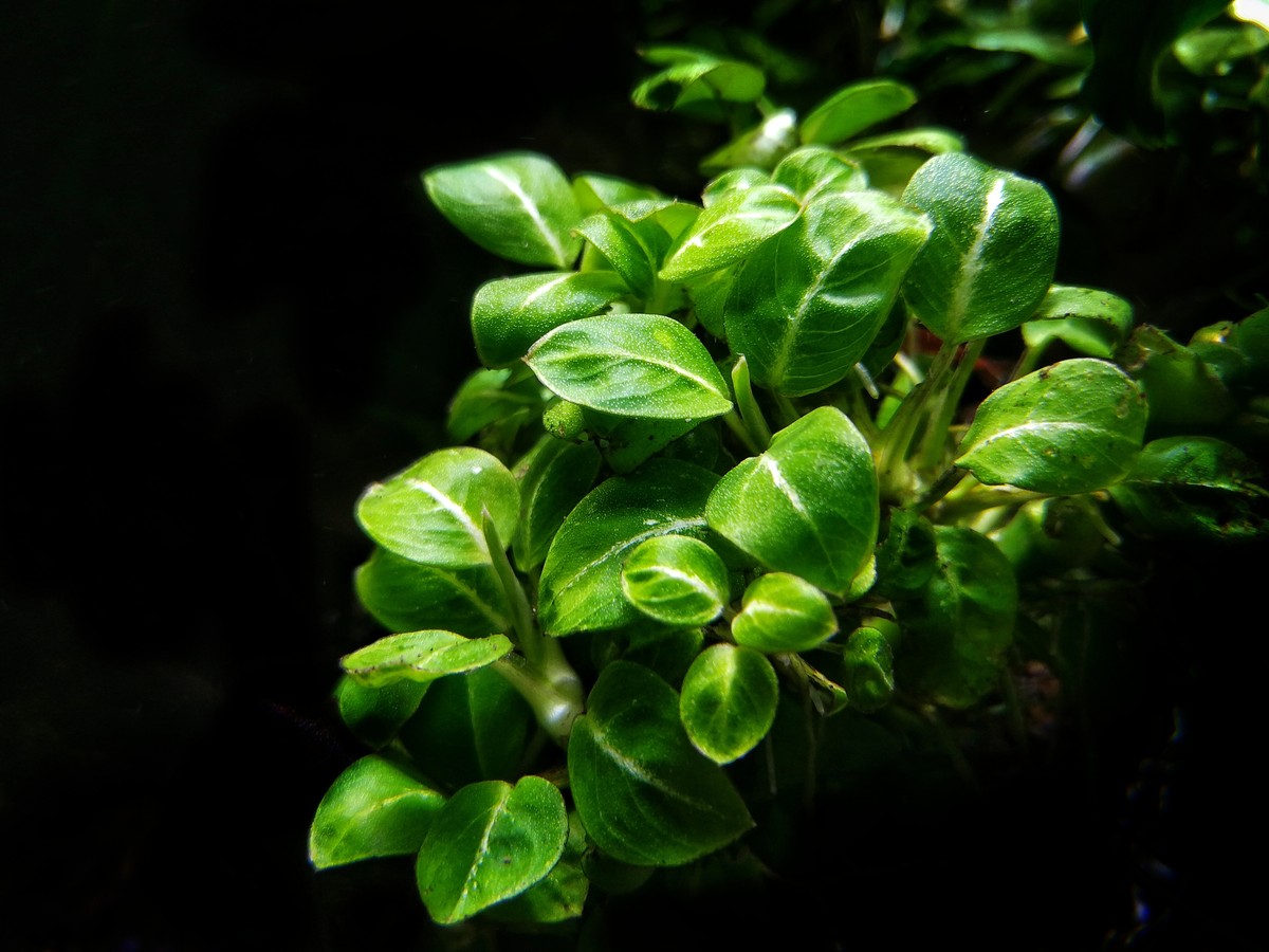 Anubias Plant