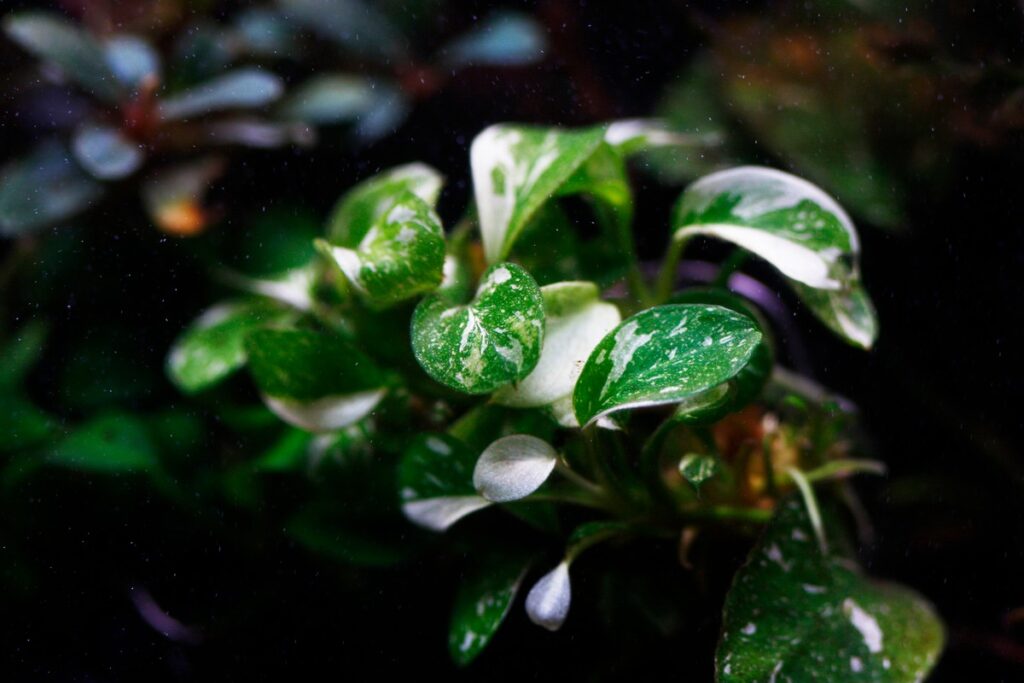 Anubias Plant