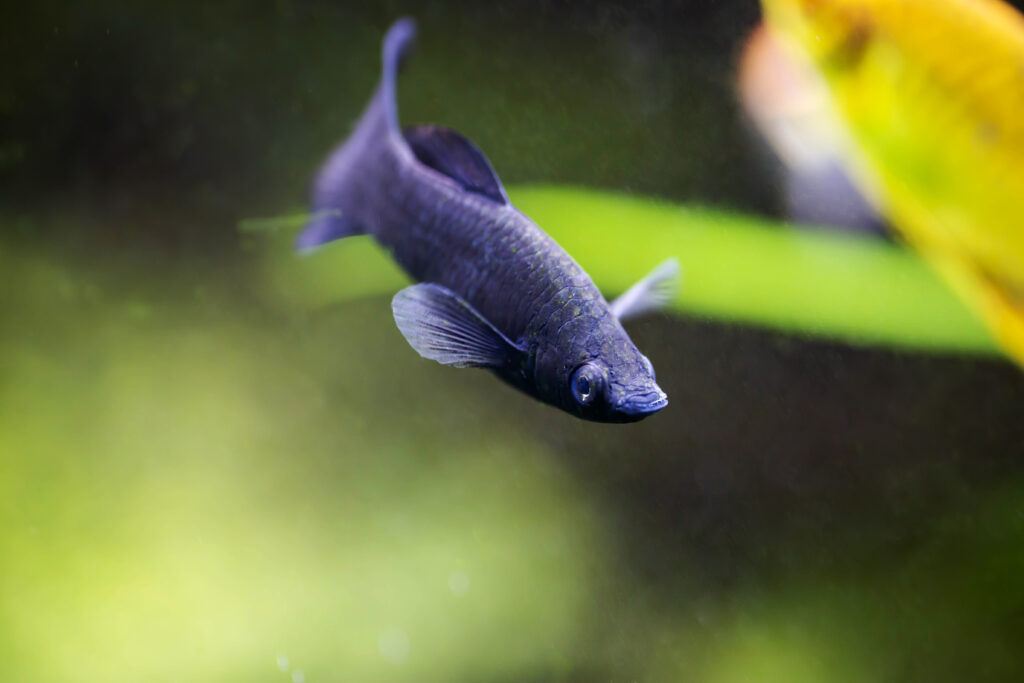 Black Lyretail Molly