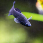 Black Lyretail Molly