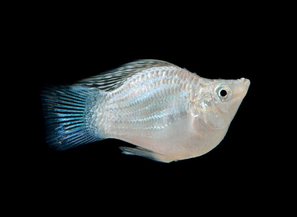 Silver Molly